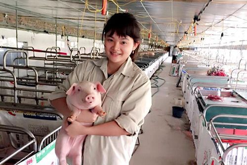 Cô gái 9X mỗi giờ thiến 350 con lợn đực