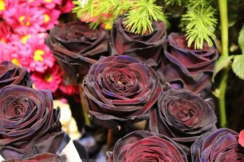 Hoa hồng đen độc đáo, ấn tượng 'chuộng khách' dịp 8/3