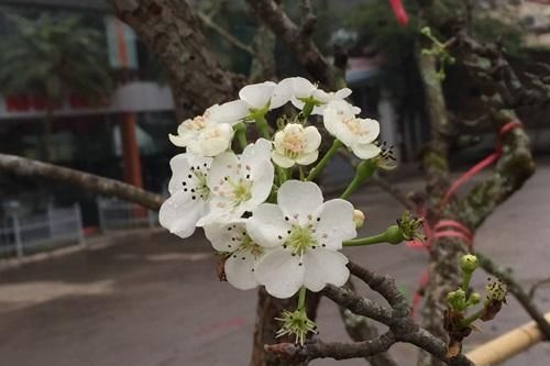 Hoa lê rừng tiền triệu hút khách Thủ đô dịp 8/3