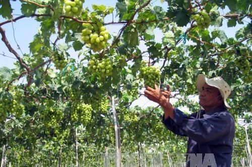 Trồng nho VietGap giúp nông dân Ninh Thuận làm giàu