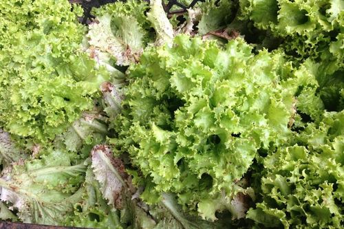 Rau xanh Đà Lạt được mùa, giá rẻ bèo