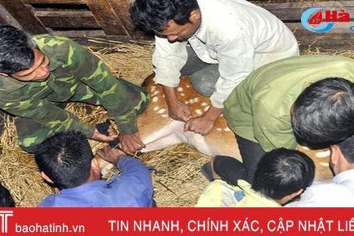 Tận mắt xem cắt nhung hươu...