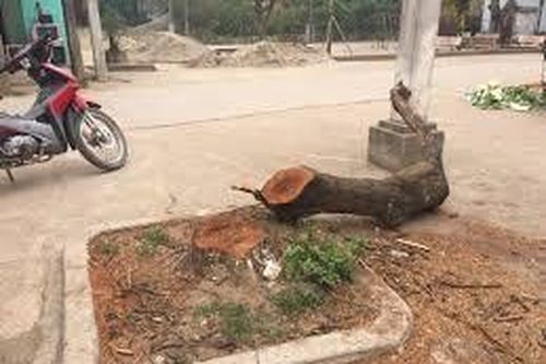Làm rõ chặt cây phản cảm 'đòi' vỉa hè ở Hà Nội