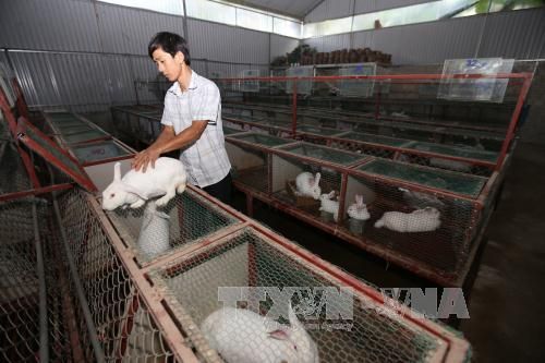 Nông dân trẻ làm trang trại, lãi gần tỷ đồng mỗi năm