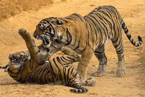 Hổ mẹ điên cuồng mắng mỏ các con ngay giữa đường