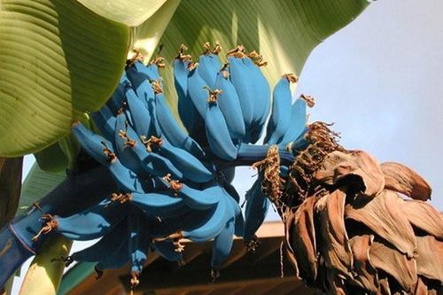 Những giống chuối kì lạ và bí ẩn nhất thế giới