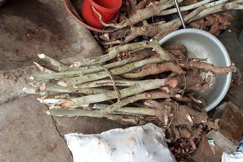 Dân đổ xô vào rừng đào gốc trà hoa vàng để bán