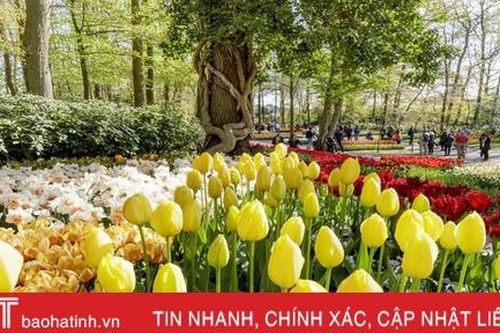 Ngợp mắt trước 7 triệu bông tulip đồng loạt bung nở