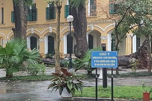 Xà cừ bật rễ trong sân trường ở Hà Nội, 4 học sinh bị thương