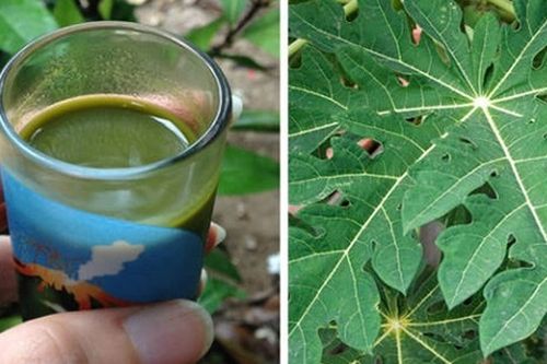 Uống nước ép lá đu đủ, bạn sẽ thấy 9 điều bất ngờ này