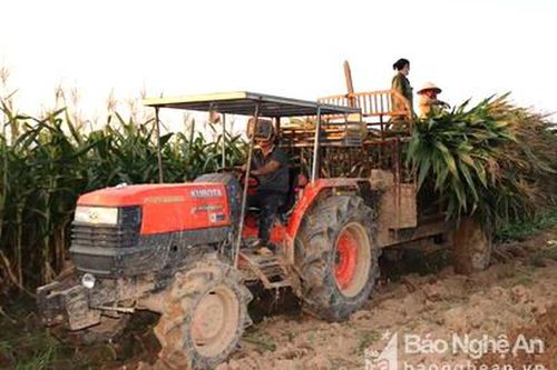 Nông dân lãi trăm triệu từ trồng ngô sinh khối