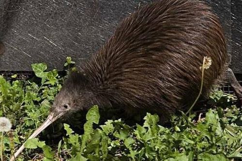 Khám phá thú vị ít người biết về loài chim Kiwi