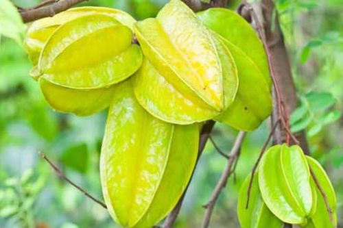Điểm mặt loạt rau củ quả chứa sẵn độc tố giết người