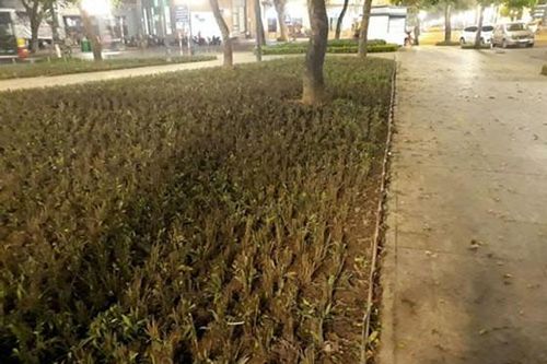Cắm chông trong vườn hoa để… ngăn chó
