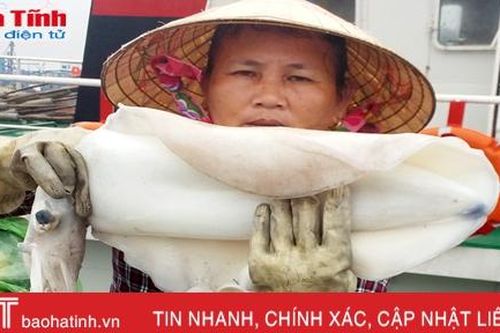 Ngư dân trúng đậm mực nang, mực lá