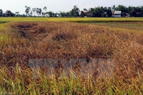 Hàng ngàn hecta lúa ở Quảng Bình bị dịch bệnh