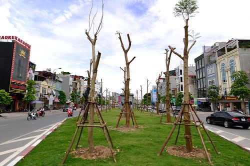 Hà Nội trồng hàng trăm cây phượng trên dải phân cách