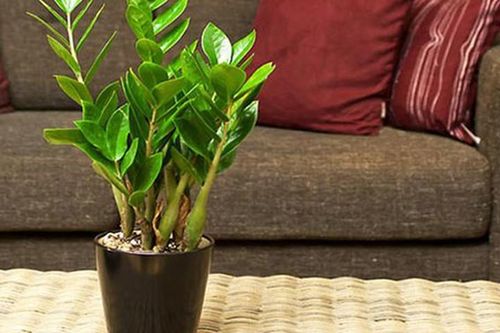 Phong thủy: Trồng cây này, tiền vào như nước