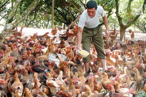 Nông dân nuôi gà đồi thu hơn 200 triệu mỗi năm