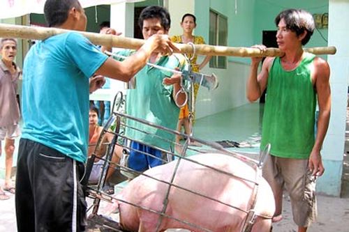Giá lợn hơi đã tăng