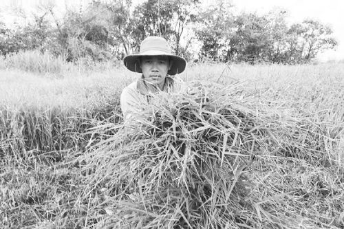 Bến Tre chuyển dịch cơ cấu sản xuất, thích ứng biến đổi khí hậu