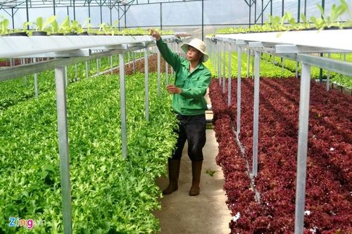 Trang trại rau hai tầng không cần đất ở Đà Lạt