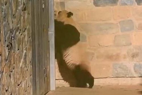 Clip gấu trúc mẹ cào tường vườn thú đòi con gây xúc động