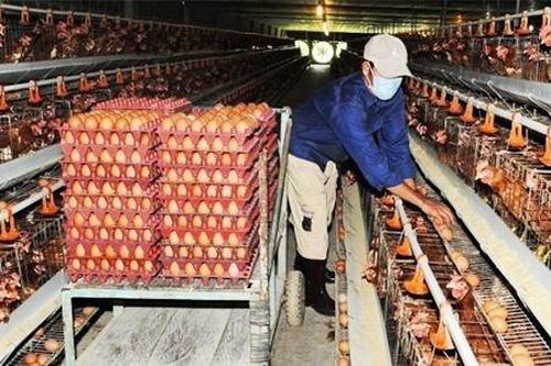 Sau thịt lợn, tới lượt trứng gà kêu cứu