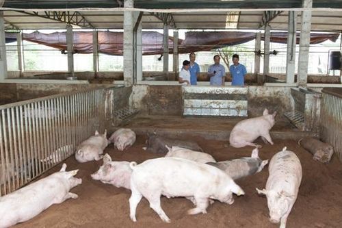 Bài 3: Đương đầu với 'bão' giá lợn