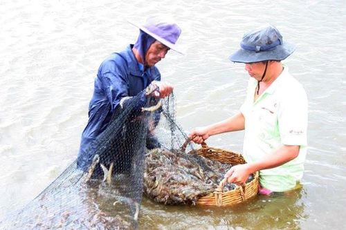 Nuôi kết hợp tôm sú, ốc hương, hải sâm và rong biển cho hiệu quả cao