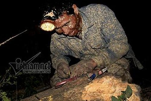 Đổ ra đồng làm đêm tránh nắng cháy da thịt