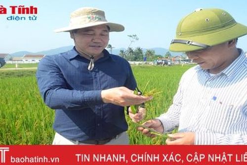 Sản xuất hè thu 2017 - Vắng bóng doanh nghiệp
