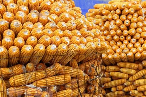 Sản lượng ngô đạt kỷ lục, Argentina cạnh tranh mạnh với Brazil, Mỹ