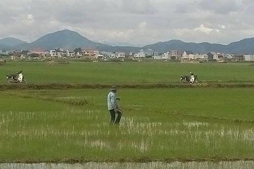 Dặm lúa ngoài đồng, người phụ nữ bị sét đánh chết