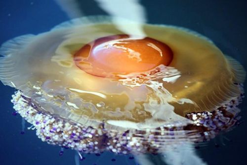 Ngắm tuyệt phẩm 'quả trứng chiên' độc nhất vô nhị của thiên nhiên