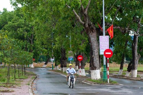 Hàng xà cừ cổ thụ trên quê Bác