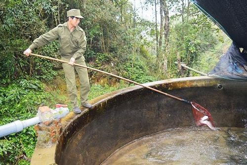 Làm giàu trên đỉnh Mẫu Sơn