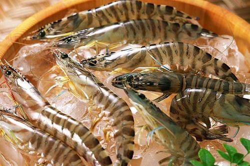 Một loại tôm Việt Nam được cấp phép nhập khẩu trở lại thị trường Australia