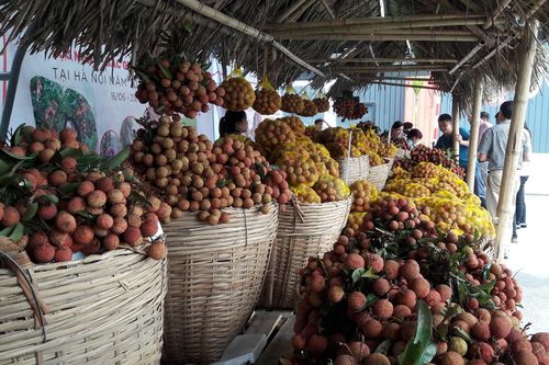 Vải thiều Lục Ngạn được quảng bá suốt tuần ở Hà Nội