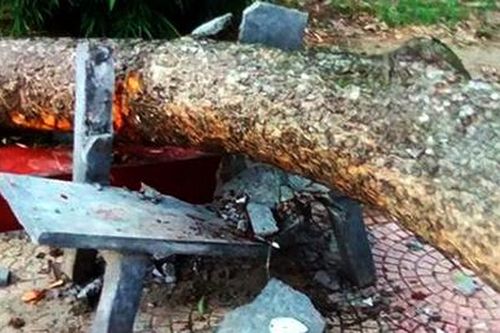 Nữ hiệu phó tử vong vì bị cành xà cừ rơi trúng đầu