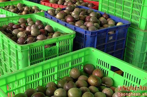 Điều chỉnh giá thu mua chanh leo ở Nghệ An