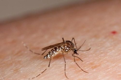 Các thuốc không được dùng khi mắc sốt xuất huyết