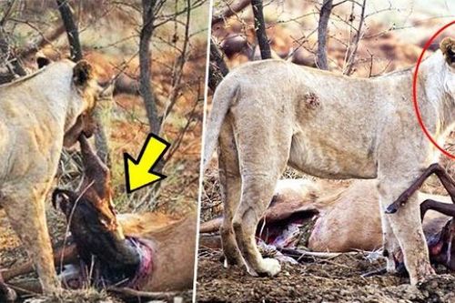 Sư tử cái phát hiện con mồi mình vừa giết đang mang bầu, điều mà nó làm sau đó khiến ai cũng kinh ngạc