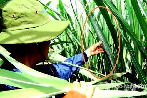 Huy động '3 nhà' trừ rệp xơ bông trắng hại mía
