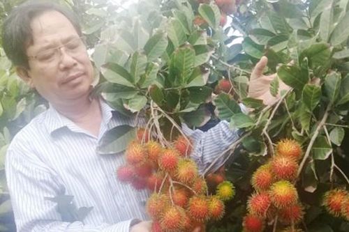 Phát hiện giống chôm chôm mới cực ngon tại Bến Tre