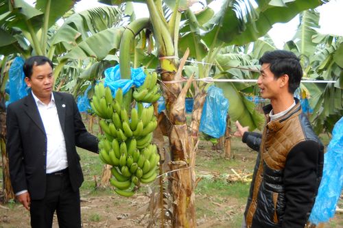 Hà Nội sẽ có 4.000ha chuối chất lượng cao