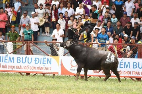 Mới nhất vụ trâu chọi Đồ Sơn húc chủ nguy kịch