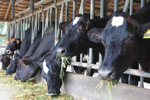 Sữa tươi Việt đạt chuẩn Hà Lan: Công thức dinh dưỡng cho các gia đình năng động