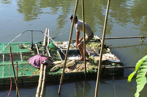 Hàng tấn cá lồng bỗng chết ở Huế