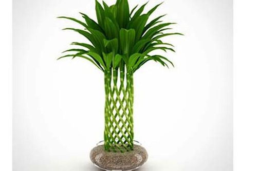 Trồng cây này trong nhà may mắn, tài lộc thi nhau kéo đến